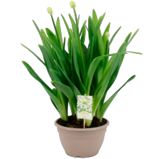 Ornithogalum